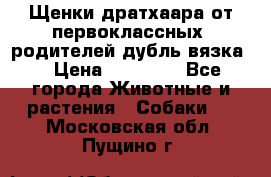 Щенки дратхаара от первоклассных  родителей(дубль вязка) › Цена ­ 22 000 - Все города Животные и растения » Собаки   . Московская обл.,Пущино г.